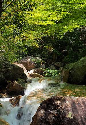 写真：新緑が始まった木立の中を流れる滝川の流れ