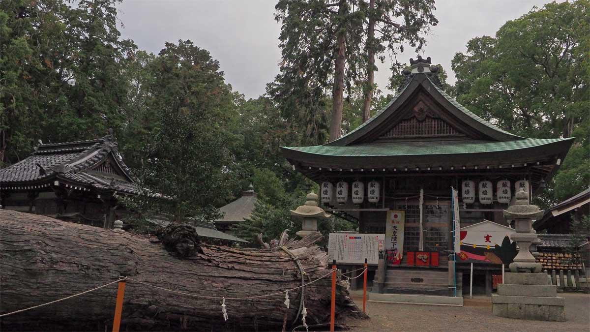拝殿と倒れた老木