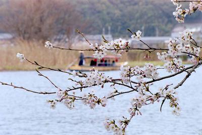 桜と和船