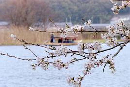 桜と和船
