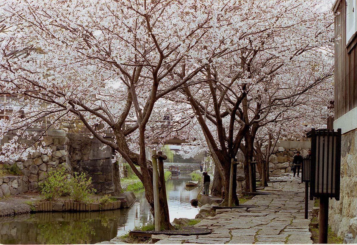 八幡掘り（桜のある風景）