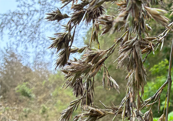 竹の花