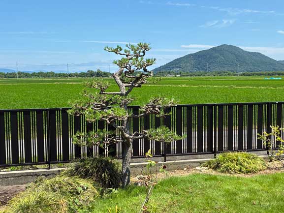 剪定後の松